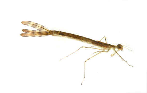 Image of Lestes Leach ex Brewster 1815