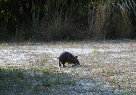 Image of Nine-banded or Greater Long-nosed Armadillo