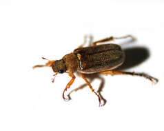 Image of Scarabaeidae