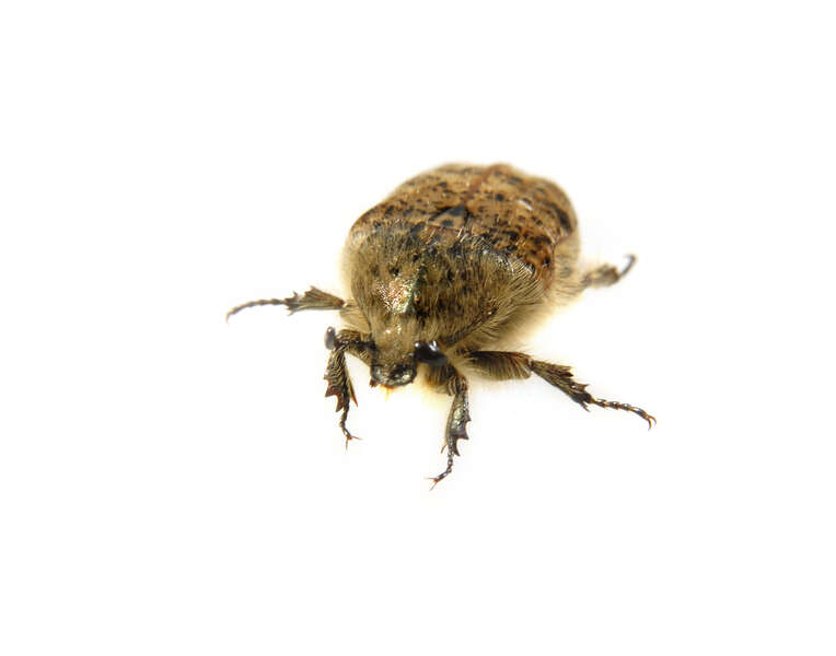 Image of Bumble Flower Beetle