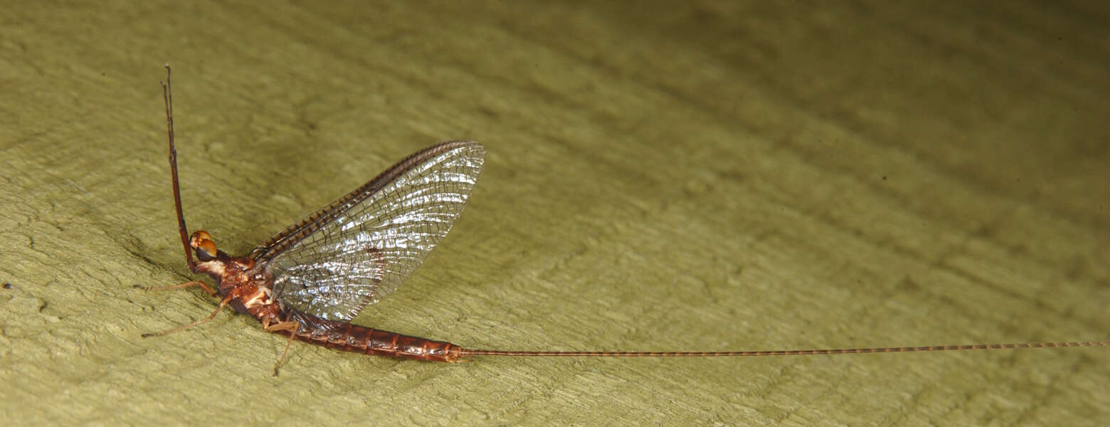 Image of Hexagenia Mayfly