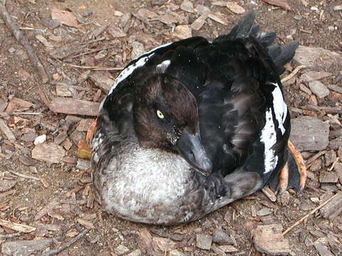 Image of Common Goldeneye