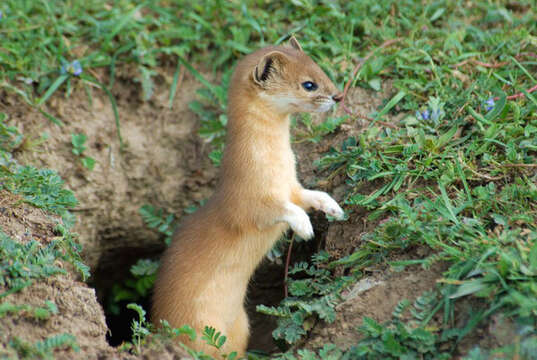 Image of Mountain Weasel