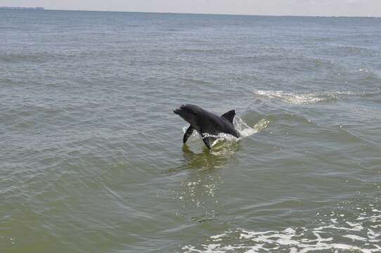 Image of Bottlenose Dolphin