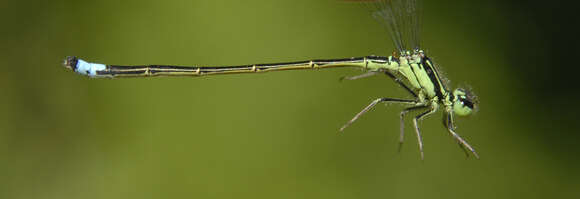 Ischnura verticalis (Say 1840) resmi