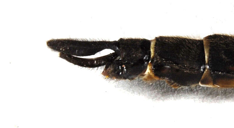 Image of Prince Baskettail