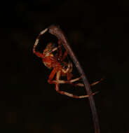 Image of Angulate & Roundshouldered Orbweaver