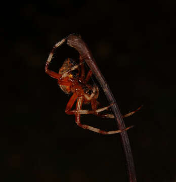 Image of Angulate & Roundshouldered Orbweaver