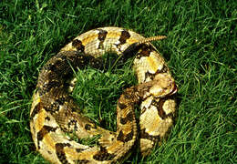 Imagem de Crotalus horridus Linnaeus 1758