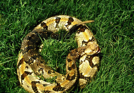 Image of Timber Rattlesnake