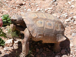 Image of Gopher Tortoises