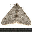 Слика од Phigalia denticulata Hulst 1900