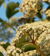 Image of Blue Dasher