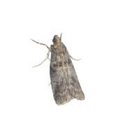 Acrobasis sylviella Ely 1909 resmi