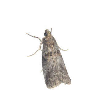 Acrobasis sylviella Ely 1909 resmi