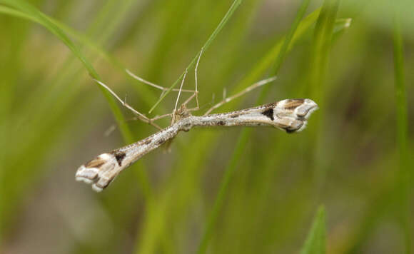 Image of Pterophoroidea