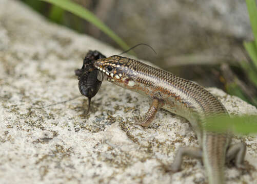 Image of Great Plains skink