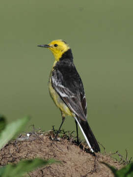 Image of Citrine Wagtail