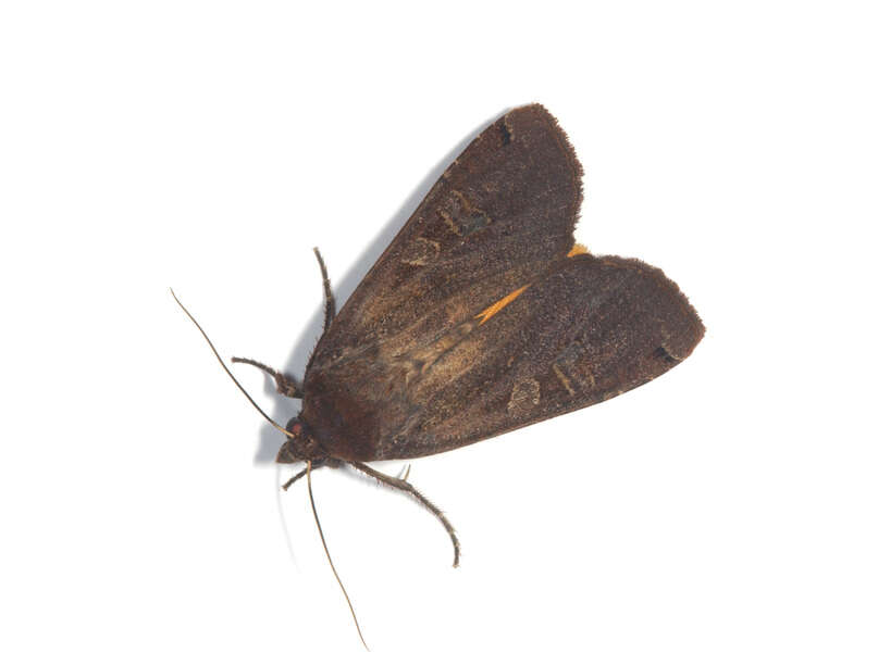 Image of Yellow Underwings