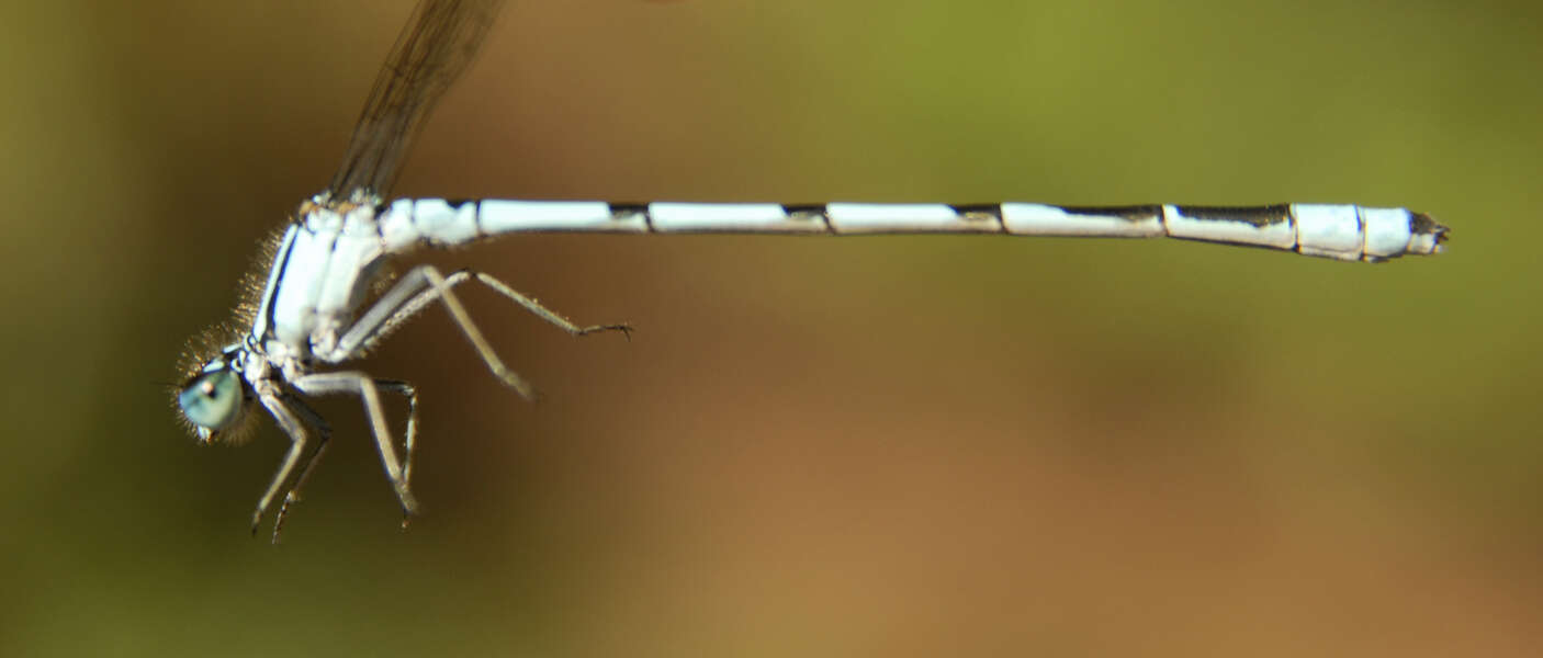 Image of Marsh Bluet