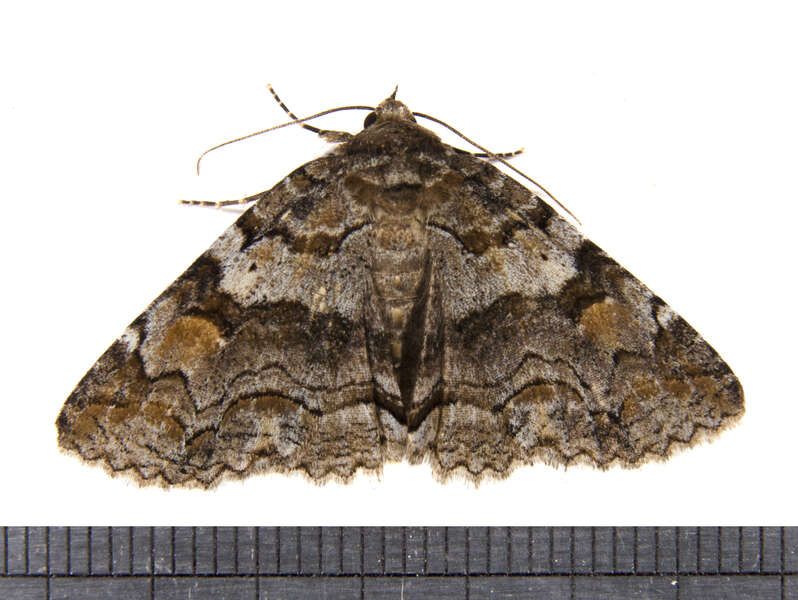 Image of Zale Moths