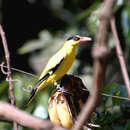 Image of Black-naped Oriole