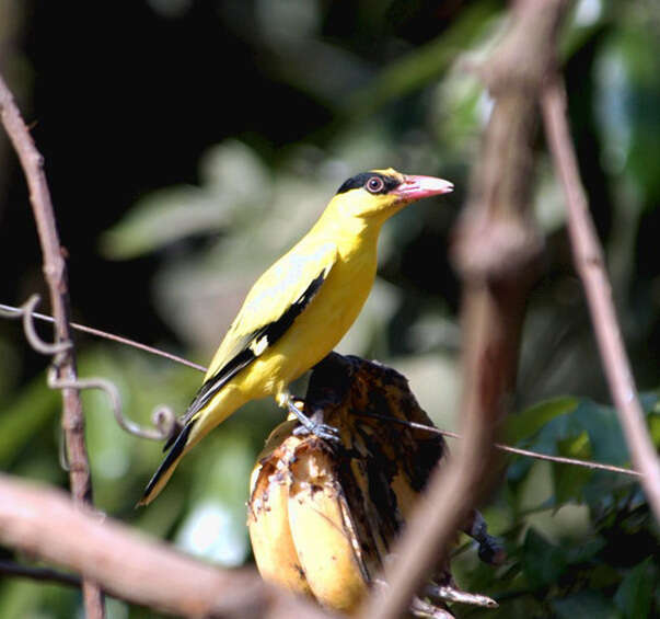 Image of Black-naped Oriole