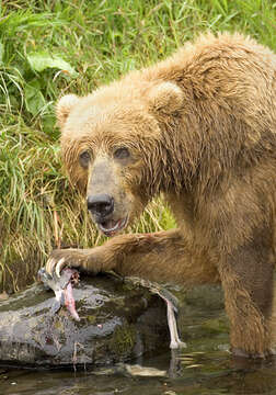 Image de Ours brun