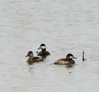 Image of Bluebills