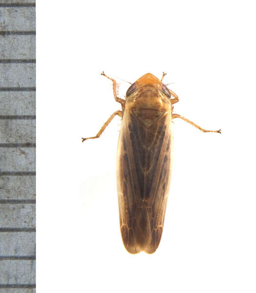 Слика од Cicadellidae