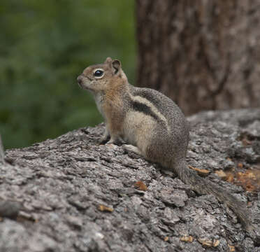 Image of Callospermophilus Merriam 1897