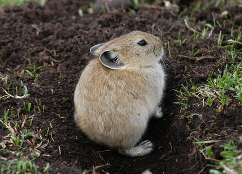 Image of Black-lipped Pika