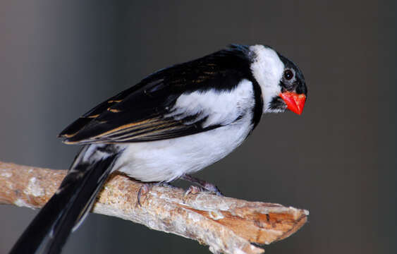 Image of Pin-tailed Whydah