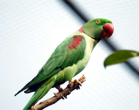 Image of Alexandrine Parakeet