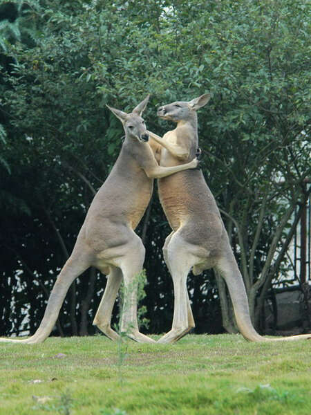 Image of red kangaroo