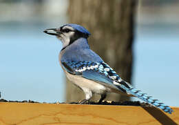 Image of Blue Jay