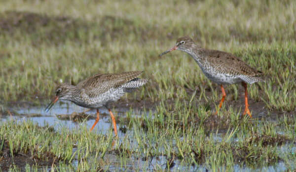 Image of Common Redshank