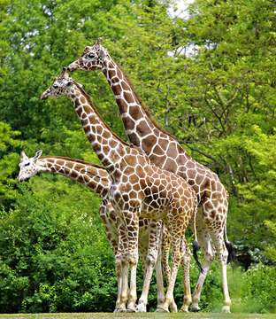 Image of Giraffes