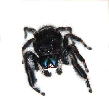 Image of Bold Jumper