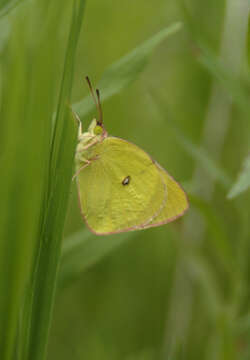 Colias interior Scudder 1862的圖片