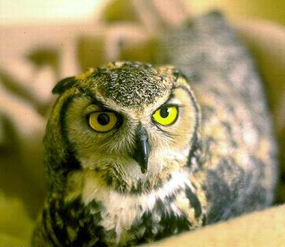 Image of Great Horned Owl