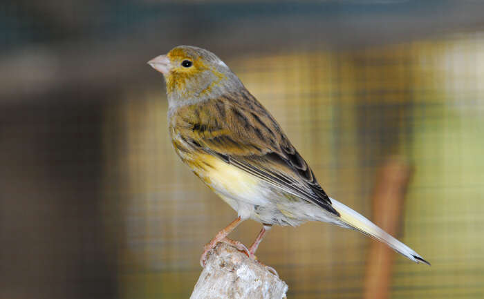 Image of Atlantic Canary