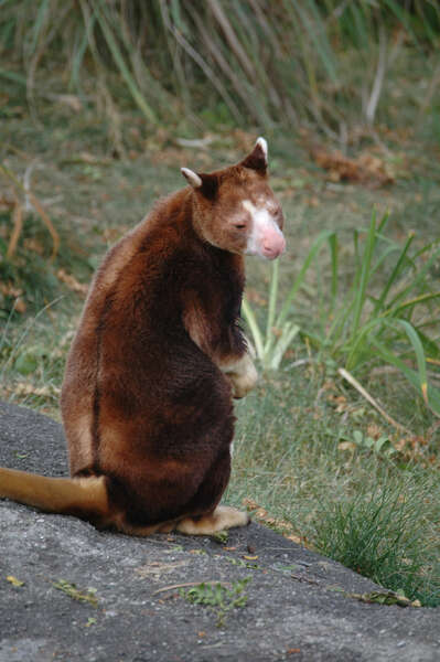 Слика од дрвен кенгур