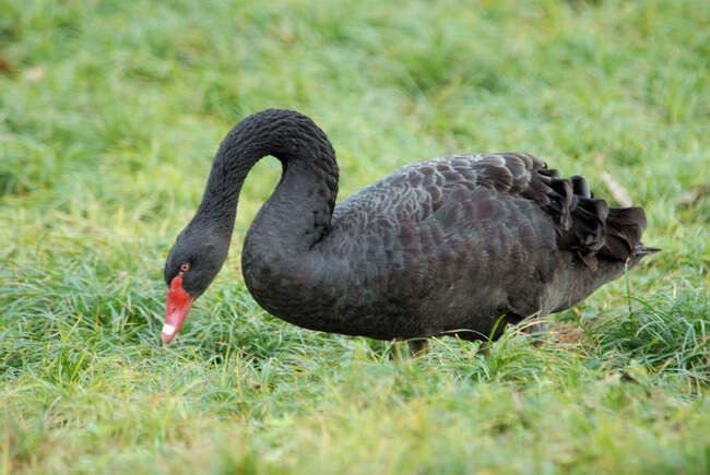 Image of Black Swan