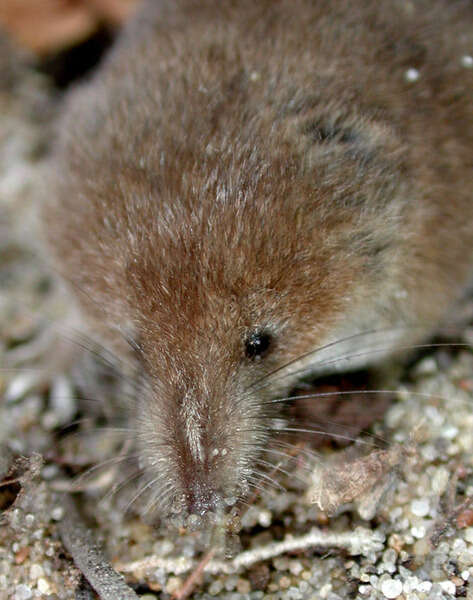 Image of Cinereus Shrew (Masked Shrew)