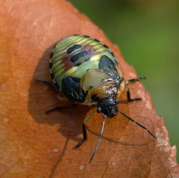 Image of Pentatomidae