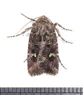 Image of Bristly Cutworm