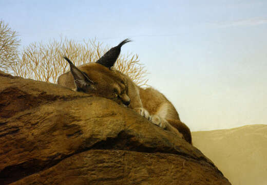 Image of Caracals