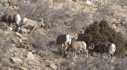 Image of bighorn sheep