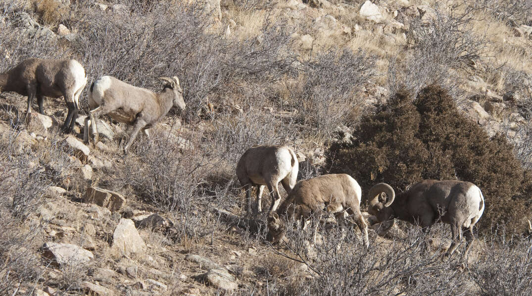 Image de Mouflon D'Amérique